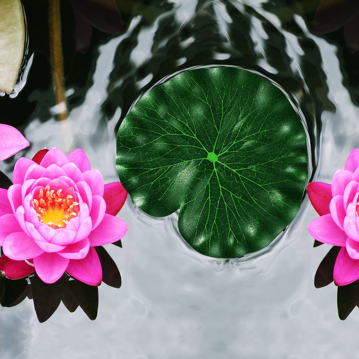 10Pcs Green Eva Lotus Leaves 1 - Aquarium Fish Green review and price