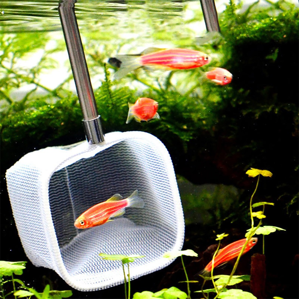 Stainless Steel Handle Extenda - Aquarium Fish Green review and price